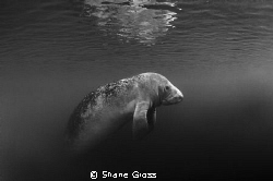 Manatee rising out of the gloom for a breath of fresh air. by Shane Gross 